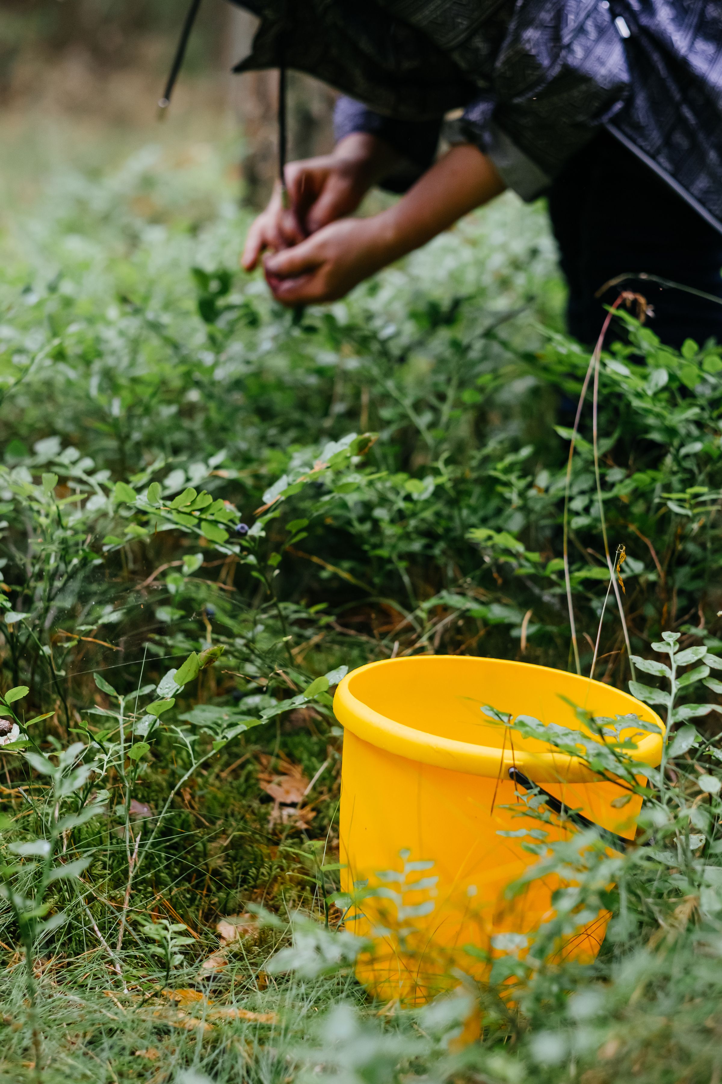Hands picking wild berries above a bucket in a forest clearing